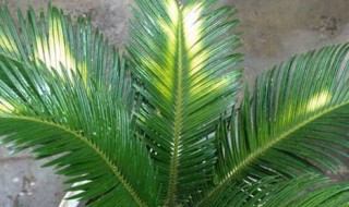 七彩铁树养殖方法 什么时候需要修剪呢