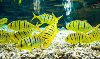 井水涩味怎么处理 井水涩味处理的方法