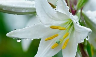 节哀是什么意思 节哀释义