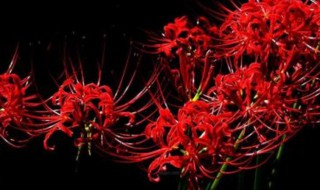 彼岸花什么意思 彼岸花简介