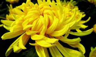 描写菊花的诗句有哪些 描写菊花的诗句精选