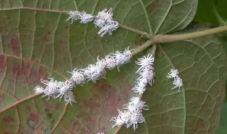 介壳虫什么样 介壳虫简单介绍
