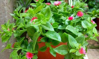 家里养牡丹吊兰的注意事项 家里养牡丹吊兰的注意事项有哪些