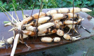 藕如何种植方法 莲藕的种植技术