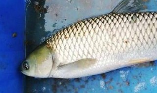 草鱼泡泡是什么样的 草鱼泡泡是怎样的