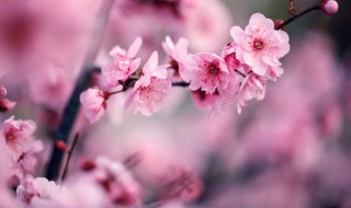 梅花的气味是什么样子的呢 梅花的简介