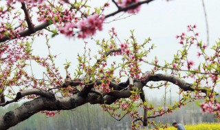 二月是什么春 关于二月是什么春