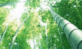 竹子能做成什么东西 竹子能做成哪些东西