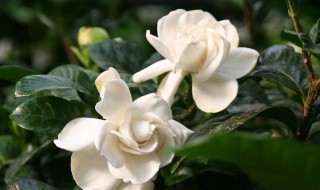 桅子干叶什么原因 栀子花干叶是什么原因