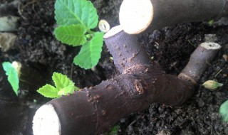 无花果枝条怎样储存 无花果枝条储存方法