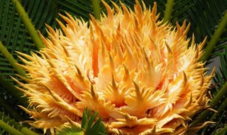 铁树开花有什么好兆头 铁树开花的寓意