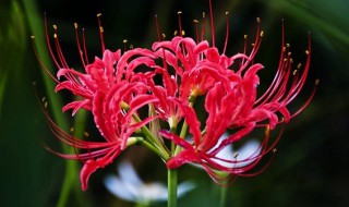 曼珠沙华是什么意思 曼珠沙华指的是什么