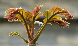 季椿怎样储存 季椿如何样储存