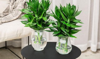 新买的富贵竹怎么养 新买的富贵竹养殖方法