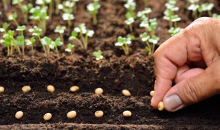 葫芦籽怎么种 葫芦籽种植方法