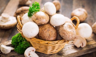 茨菇是什么 茨菇的具体介绍