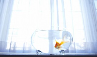 不能眨眼睛的动物是什么 什么动物不能眨眼睛