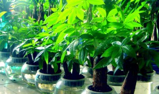 请问发财树可以泡在水里养吗 发财树的枝子泡在水里能生根吗