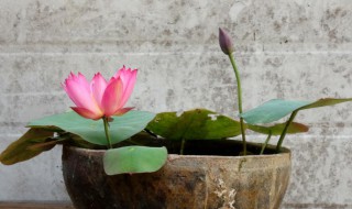 荷花能在鱼缸里养吗 荷花介绍