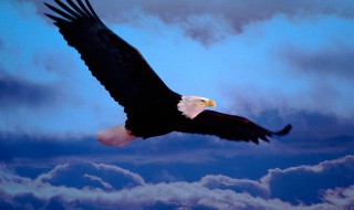 雄鹰展翅下一句什么好 雄鹰展翅下一句对联欣赏