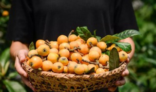 枇杷应该怎样储存 枇杷应该如何储存