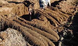 怎样储存山药留种 山药长期保存三法分享