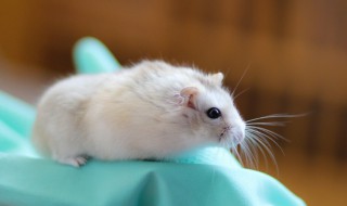 请问新手养仓鼠需要注意什么 养仓鼠的注意事项