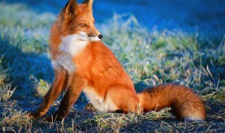 狐狸为什么不能随便养 狐狸能养吗