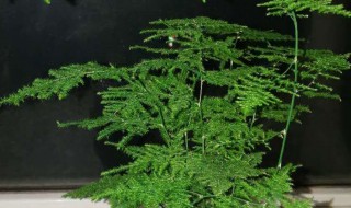 有人说家里不能养文竹 家里不能养文竹的原因