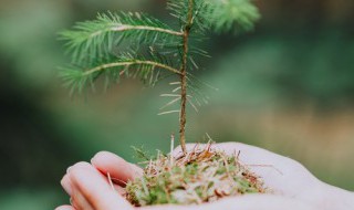 小樱桃树苗的种植方法 关于小樱桃树苗的种植方法介绍