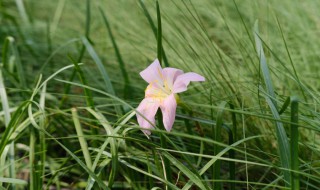 风雨兰的种植方法 风雨兰如何种植
