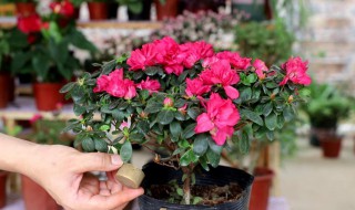 杜鹃花种植方法 杜鹃花如何种植