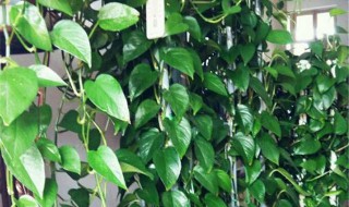 种植绿萝的方法 如何种植绿萝