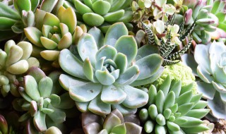 多肉如何种植 多肉的种植方法介绍