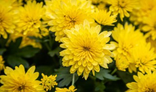 菊花的特点和相关诗句 菊花的特点和相关诗句有什么