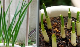 小葱苗怎么种植方法 如何种植小葱苗