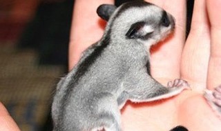蜜袋鼯怎么养让她粘人 怎么养蜜袋鼯让她粘人