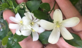 9里香花怎么养 9里香花如何养