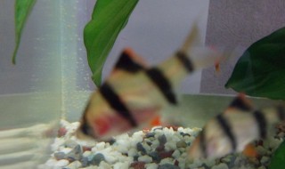 米奇鱼怎么养最好 米奇鱼繁殖方法