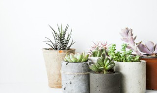 新买的玉露怎么养 新买的玉露养殖步骤