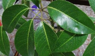 招财树要怎么养才能生长旺盛 招财树的养殖方法