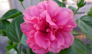 芙蓉花应该怎么养 芙蓉花的养殖方法