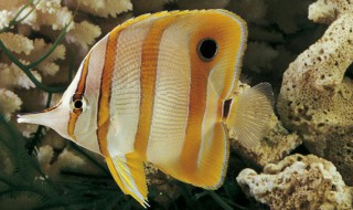 蝴蝶鱼怎么养 蝴蝶鱼养殖窍门