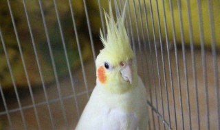 鹦鹉怎么养吃什么 鹦鹉怎么养