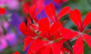 什么是红色天竺葵 红色天竺葵介绍