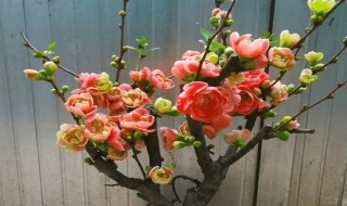 盆栽海棠花怎么养殖 盆栽海棠花养护技巧