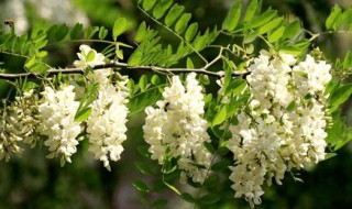 槐树花包子馅怎么调好吃窍门 槐树花包子馅好吃做法