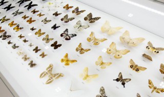 关于昆虫的诗歌 昆虫的诗歌有什么