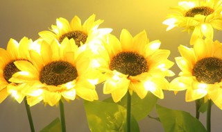 向日葵插着水中怎么养 插着水中的向日葵养护妙招