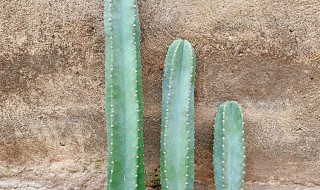 量天尺怎么养量 量天尺养护教程